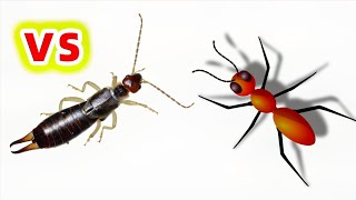 蠼螋 VS 螞蟻，結果會怎樣？Earwig VS Ant