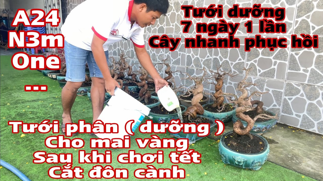 tưới phân cho mai vàng sau khi chơi tết _ 0334105642 Tuấn bán thuốc dưỡng rể