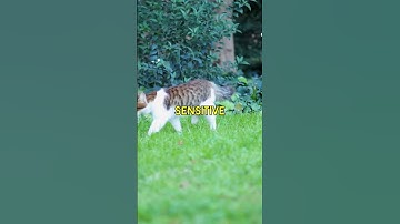 This is why catnip doesn