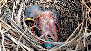 Baby common babbler bird has something built up in its stomach @onlybirds107