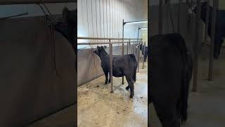 Lot 6: Tag 421P