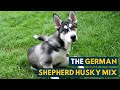 German shepherd husky mix a pet parents guide to the gerberian shepsky