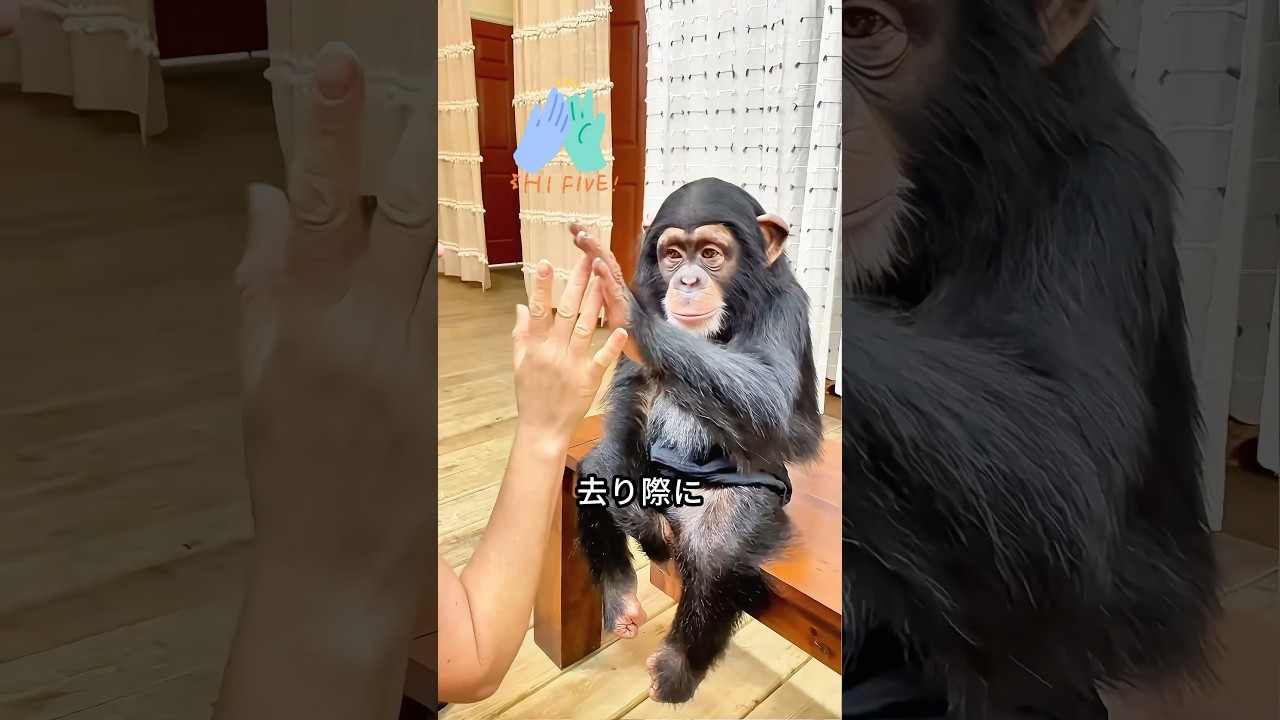 このチンパンジーの赤ちゃんは、ある夫婦の養子になった