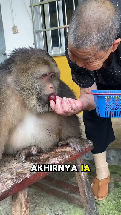 Monkeys are intentionally naughty #shorts