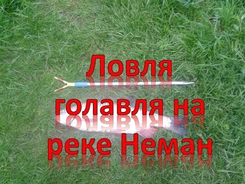 ловля голавля на немане