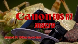 Canon R7 macro with the Canon EF l 100mm macro lens.... all I can say is.....AMAZING!! 💖
