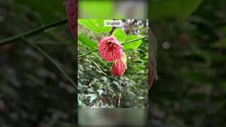 Moody Flowers Edit Timelapse Tutorial  photo flowers garden flowerphotography