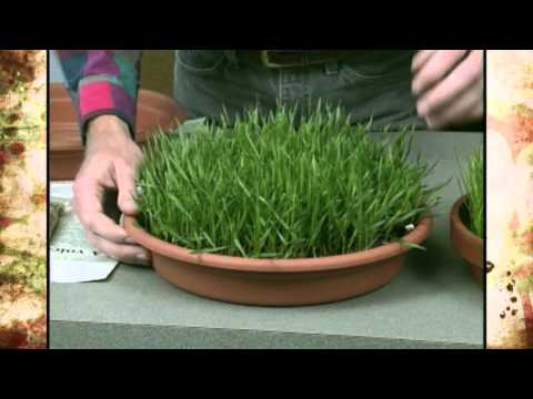 Video: Grow A Grass Houseplant – Growing Grass Indoors – Gardening Know How