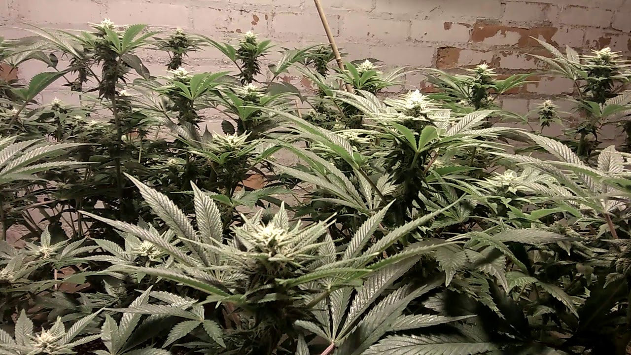 1000 watt HPS Cannabis Grow week 3-4
