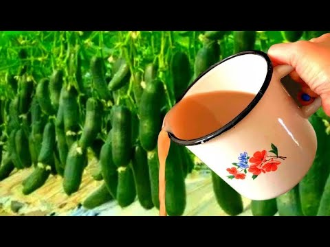 Полил огурцы этим