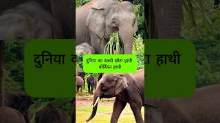 World’s Smallest Elephant #shorts #shortsfeed #shortsvideo