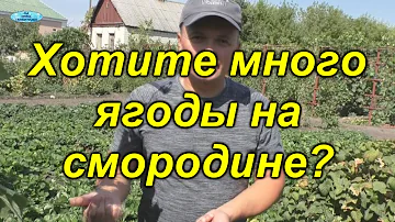 Что обязательно нужно сделать со смородиной после плодоношения.