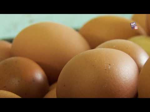 Video: Dari Mana Asal Telur Ayam?