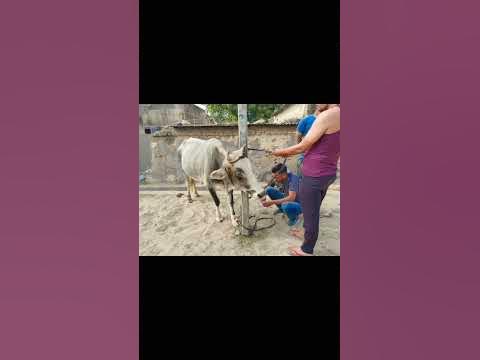 Animal rescue by animal ngo team - 751 | Animal ngo | cow 