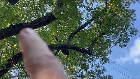 Wire antennas in backyard tree