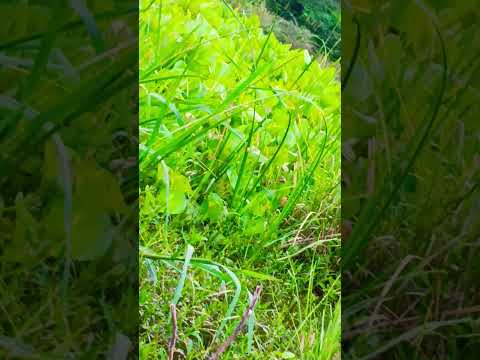 Tumhein Dil Se Kase Bollywood Song Hindisong Love Bolleywoodsong