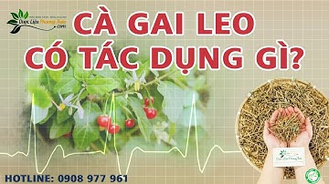 Cà gai leo có tác dụng gì đối với gan? Hỗ trợ giải độc gan từ cà gai leo | Dược Liệu Phương Thảo