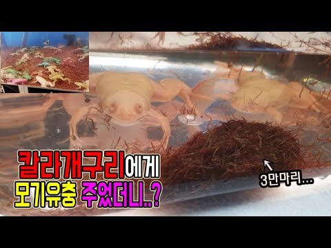 [정브르] / I gave frogs 30000 <strong>mosquito</strong> <strong>larvae</strong>.