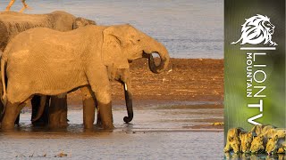 ELEPHANTS COMING TO DRINK AT LUANGWA RIVER #shorts #livecamera by Lion Mountain TV 1,592 views 7 months ago 41 seconds