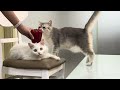 私の2匹の猫はピーマンでとても面白く遊んでいます