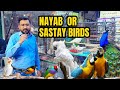 Birds business in Pakistan | Rates and breeds
