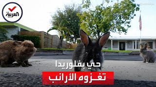 أرانب تغزو شوارع أحد أحياء فلوريدا.. والسكان يشكون تخريبها لممتلكاتهم