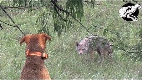 Dog vs Sissy Coyotes In Oklahoma
