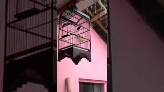 Download Lagu Burung Bahan #Konin Master MP3