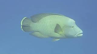 Sharm Scuba Diving July 2022   Week 1