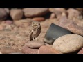 Burrowing Owl at Arizona Audubon&#39;s Rio Salado Center