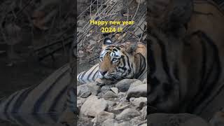 Happy new year with a Bengal Tiger resting in a waterhole #tiger  #tigersafari  #bengaltiger