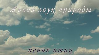 Звуки живой природы пение птиц для души