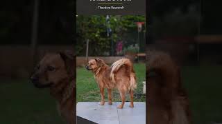 Download Lagu Inspiration You Need: Top 5 Helping Animal Quotes! MP3