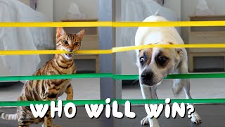 The Pet Games of 2024: CAT vs DOG Challenges by Ezra, Nova, and Conan 7,736 views 1 month ago 13 minutes, 43 seconds