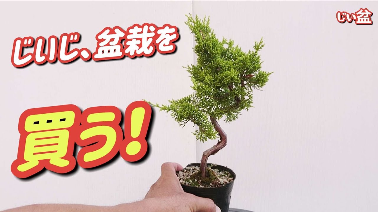 Buying Bonsai! What I bought at Takamatsu Bonsai Village] / For