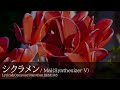 シクラメン / Mai 【EUROBEAT】