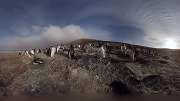 Walk with Penguins in immersive 3D experience