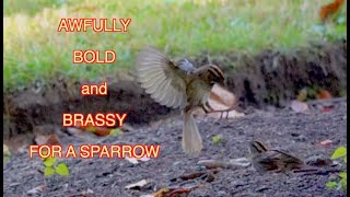 White throated Sparrows (with their most athletic moves in super slomo) NARRATED