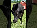 Funny Cow 🐮 #aishorts #ai #funnyvideo #ytshorts #youtubeshorts #comedy #cow #eid #viralvideo #viral