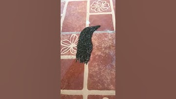 Creepy mass of worm moving like alien !!!