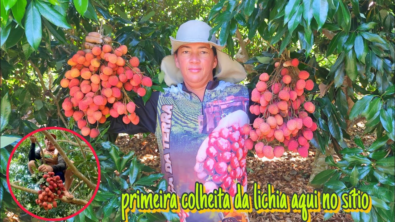 Primeira colheita da lichia aqui no sítio!!! Vida na roça.