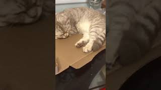 shorts Cat Sleeping In a Pizza Box