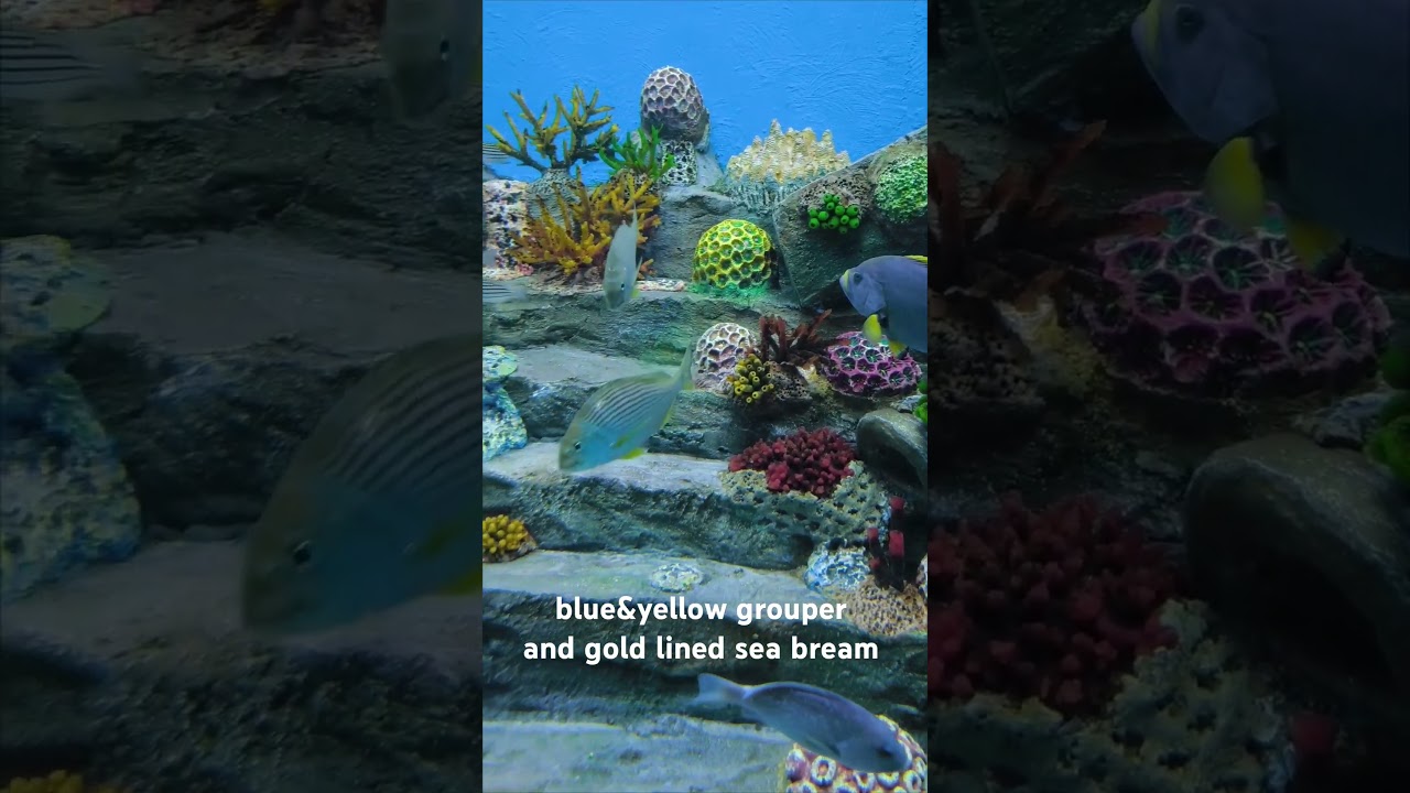 blue & yellow grouper and gold lined sea bream