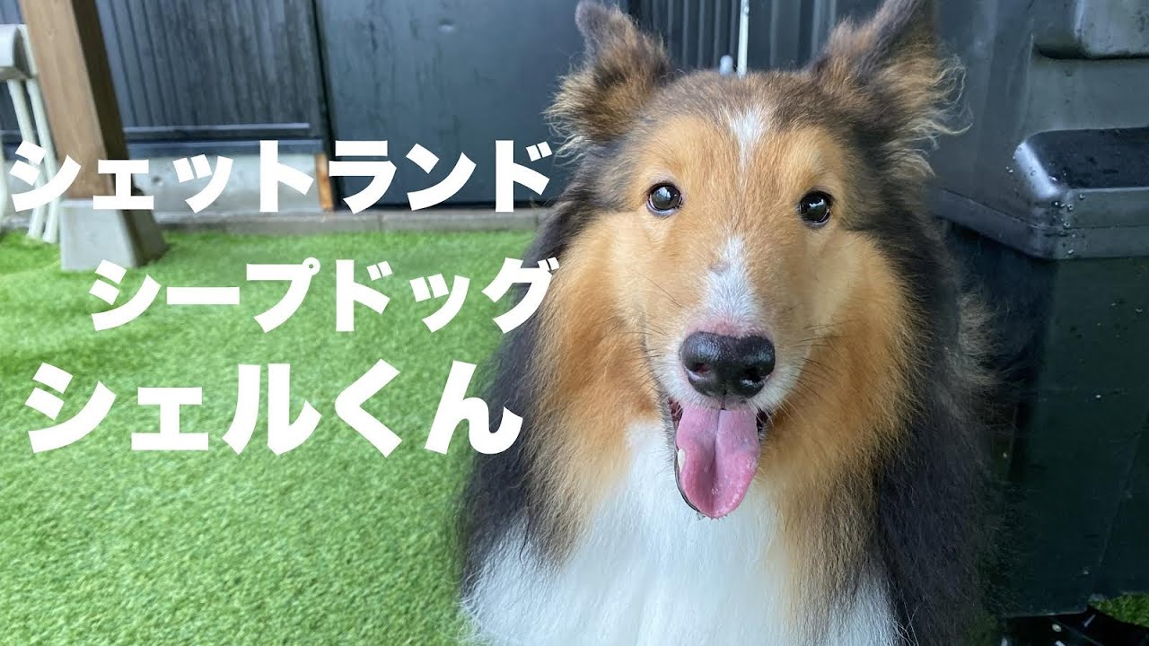 シェットランドシープドッグ シェルくん Shetland Sheepdog Youtube