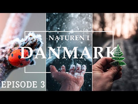 Dyrenes overlevelse, sådan kommer dyrene gennem vinteren // Naturen i Danmark