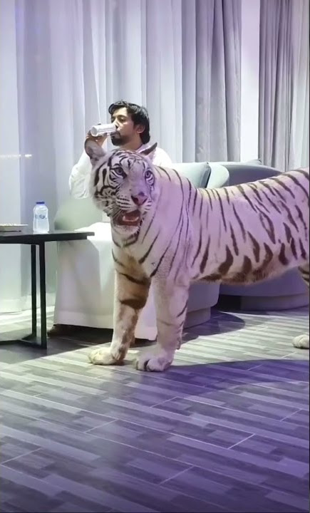 Dubai prince with his cats #shorts  #cats #tiger #dubai #sheikh #lion #pet