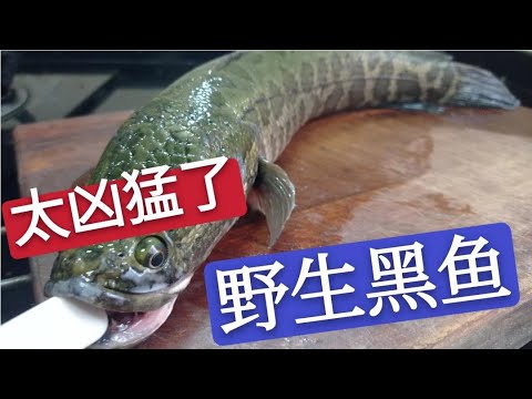 草鱼黑鱼鲫鱼去刺做无骨鱼，很多人一提刀就错，看大厨怎么操作