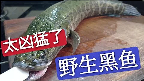 草鱼黑鱼鲫鱼去刺做无骨鱼，很多人一提刀就错，看大厨怎么操作 - 天天要闻