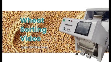 SG Wheat Sorting Machine/Color Sorter Machine