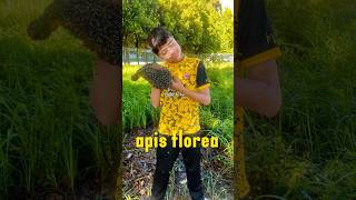 apis florea / lebah lalat | #madupaklong #bee #apisflorea